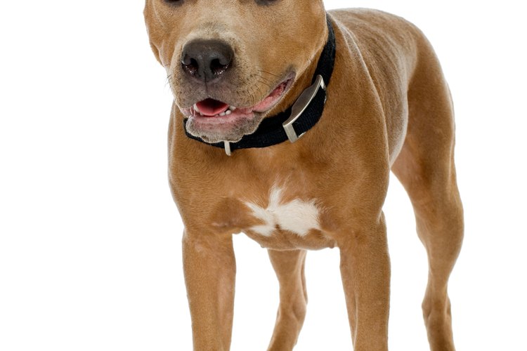 El pitbull terrier americano tiene pelo corto y una contextura fornida.