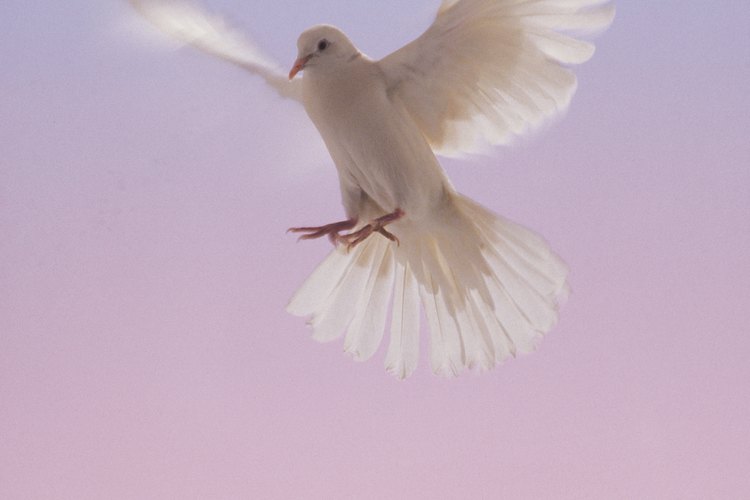 Las palomas colipavas son una variedad lujosa, pero fácil de alimentar y cuidar.