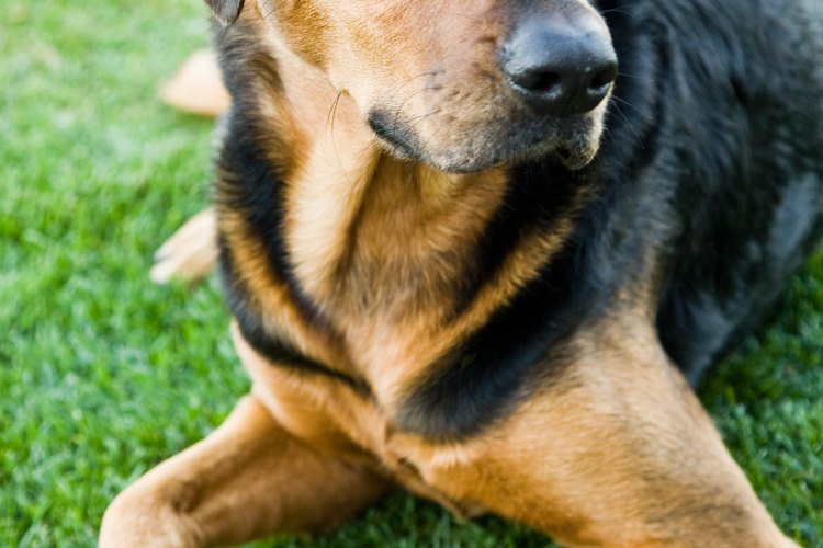 Existen un montón de cremas y lociones fácilmente disponibles para ayudar a prevenir la picazón en tu perro.