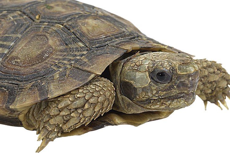 Las tortugas de agua dulce viven en aguas de baja salinidad.