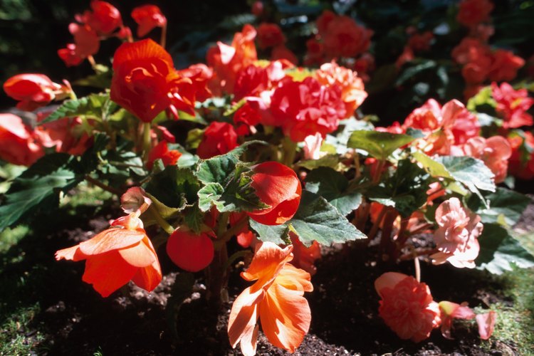 Begonias.