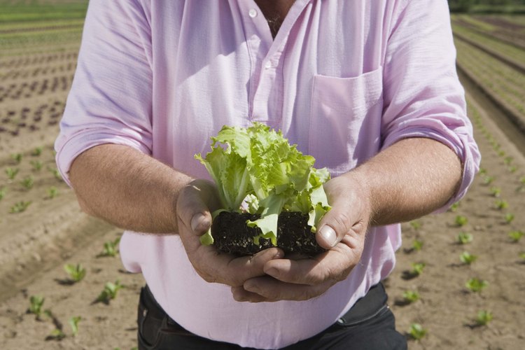Controla el índice de germinación de las plantas de lechuga haciéndolas germinar en papel de cocina.