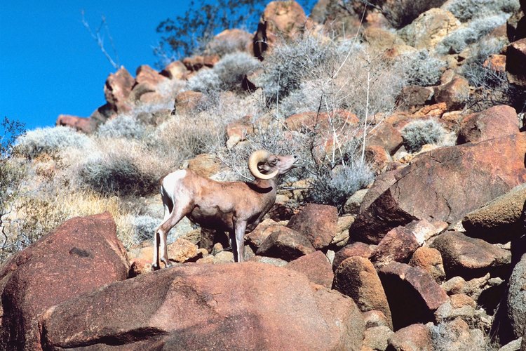 Es posible que veas un cimarrón del desierto durante una excursión cerca de Topock.