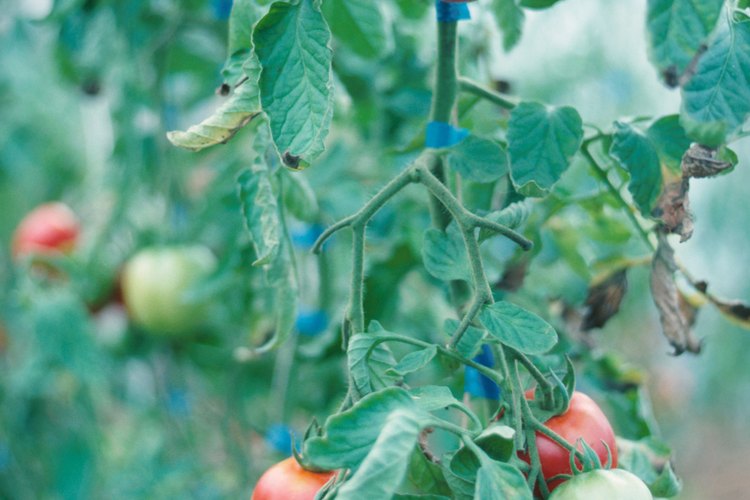 Quita el exceso de hojas y los vegetales pequeños y deformes para incrementar tu producción.