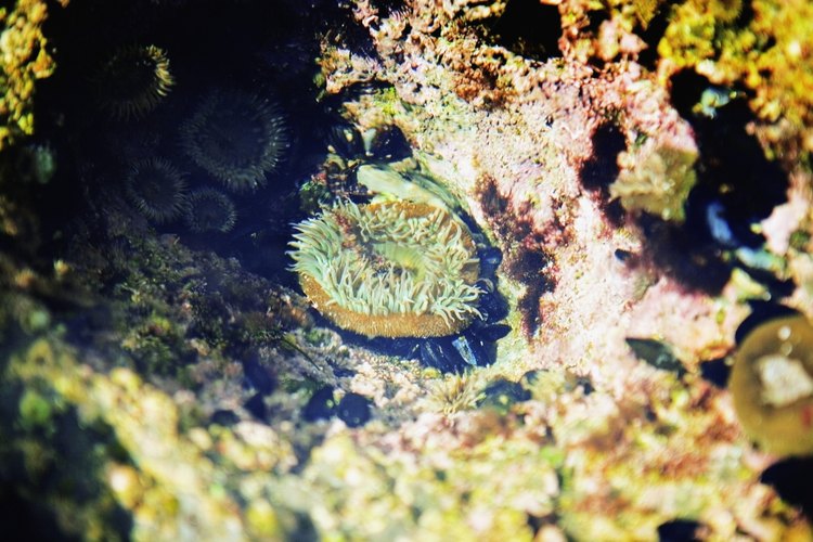 Los arrecifes de la ensenada La Jolla dan hogar a una variedad de especies marinas.