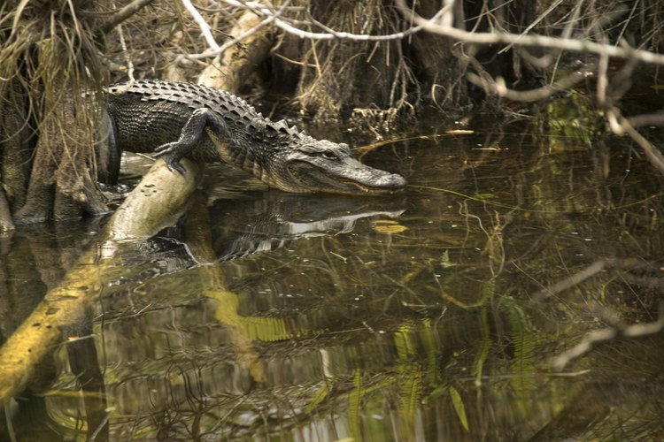 Ten precaución pues algunas de las visitas en los campamentos primitivos son inesperadas.