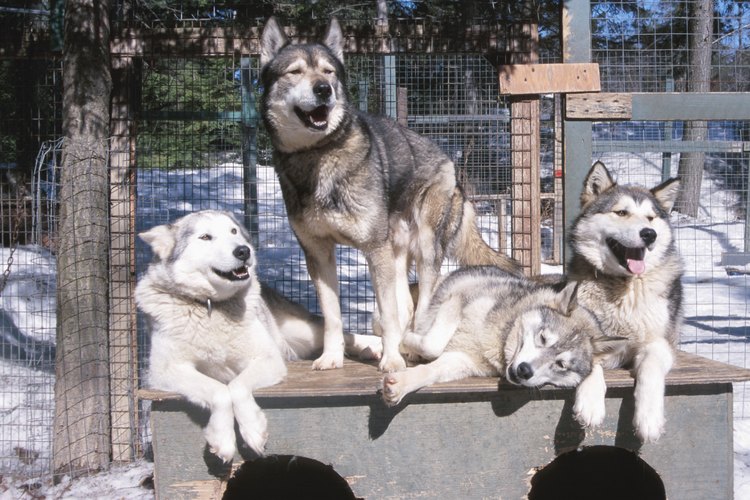 Los hiskies siberianos son perros robustos criados para la resistencia en lugar de para la fuerza bruta.