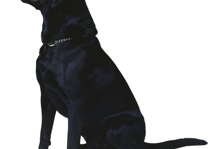 El labrador retriever tiene problemas con su cola, frecuentemente.