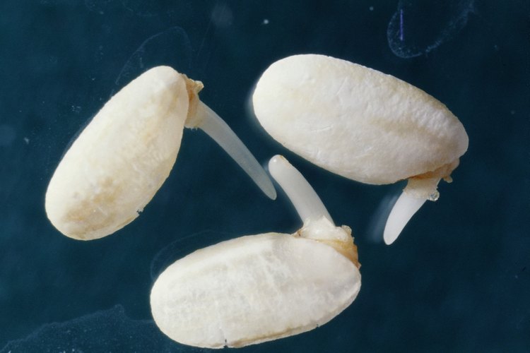 Las semillas de frijol recién germinadas muestran un brote.