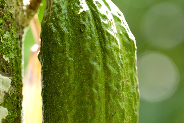 Las vainas de cacao miden entre 4 y 14 pulgadas (10 a 35 cm) de largo.