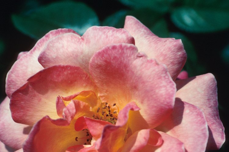 Mantén los ácaros bajo control para tener hermosas rosas.