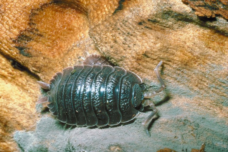 Las cochinillas no son algo que querrías que infesten tu hogar.