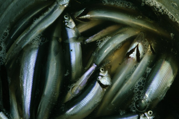 El arenque, un pez de agua fría, es abundante en ácidos grasos omega 3.