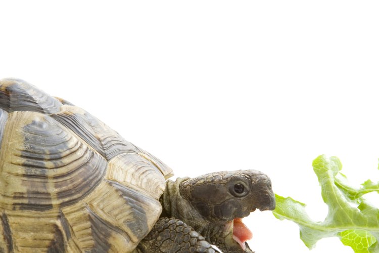 Las tortugas son vegetarianas y prefieren comida fresca.
