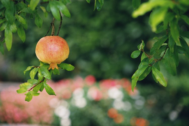 Viendo una granada en un árbol, es fácil imaginar cómo la fruta en desarrollo fue una vez una flor.