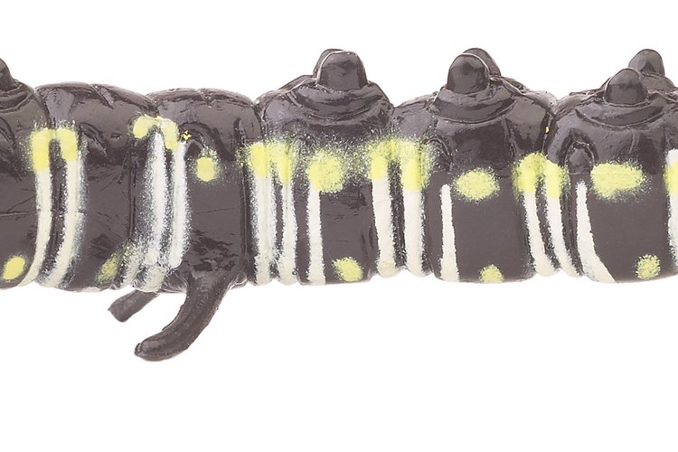 Determinar la especie de orugas depende en gran parte de su coloración y manchas.