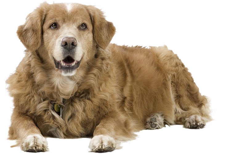 Una dieta de carne cruda puede dañar a tu perro.