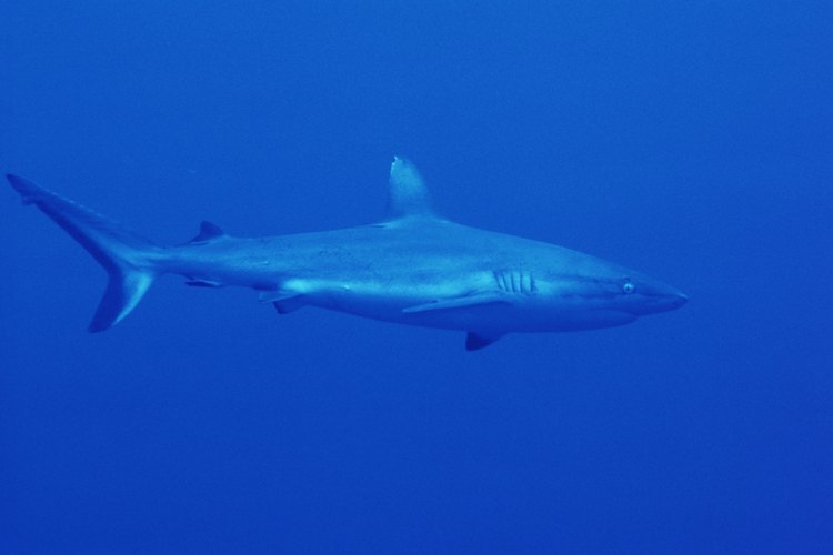 Las observaciones reportaron que los tiburones se van a aguas más profundas antes de un huracán.