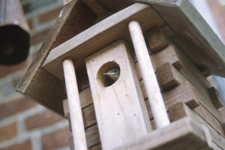 Los pájaros prefieren construcciones simples y colores neutros.