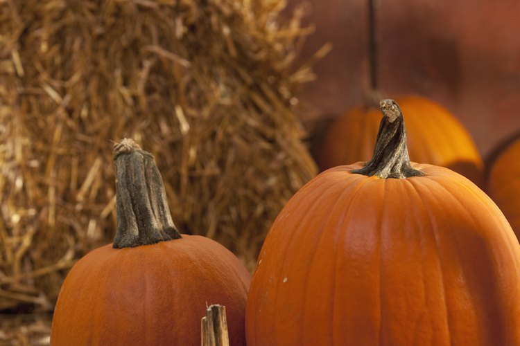 La mayoría de nosotros observa la planta de calabaza y ve una decoración potencial de Halloween.