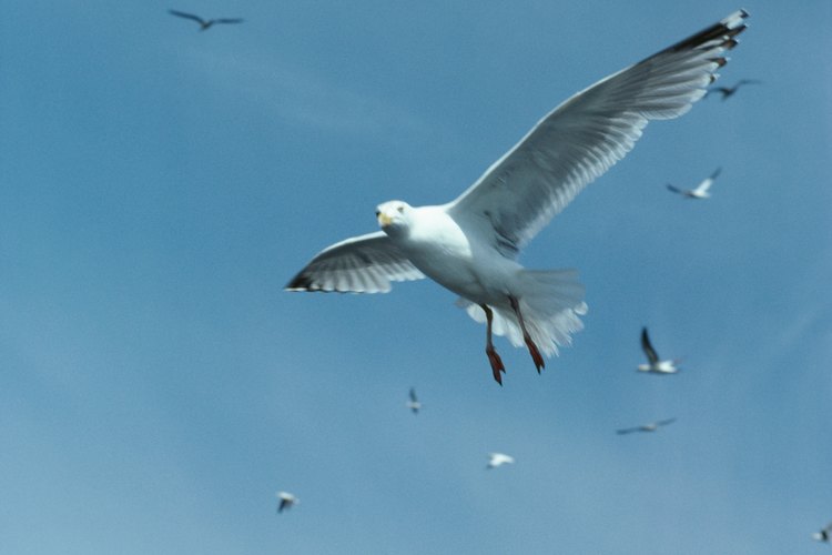 Las poblaciones de aves ayudan a mantener un ecosistema forestal.