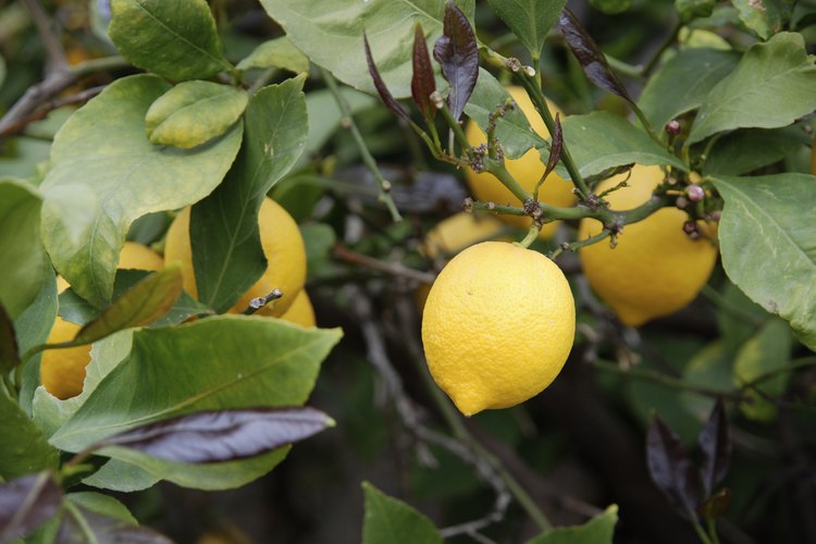 Los limoneros tienen espinas.