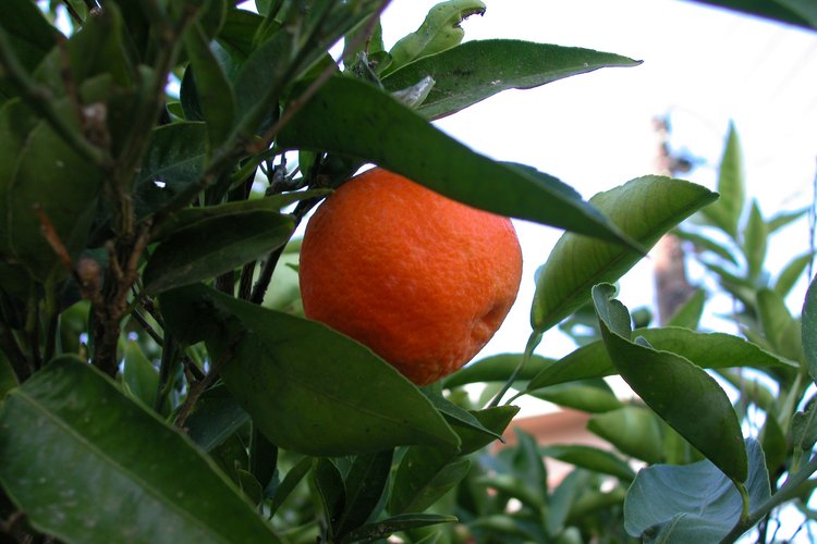 Algunos tipos de árboles de naranjo como la mandarina clementina requieren polinización cruzada con una variedad diferente de árbol cítrico para producir fruto.