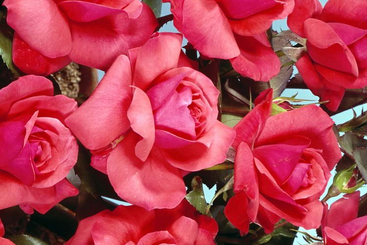 Rosas.