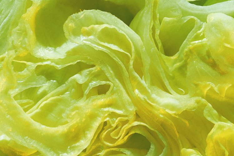La lechuga iceberg se mantiene hasta por dos semanas en el refrigerador.