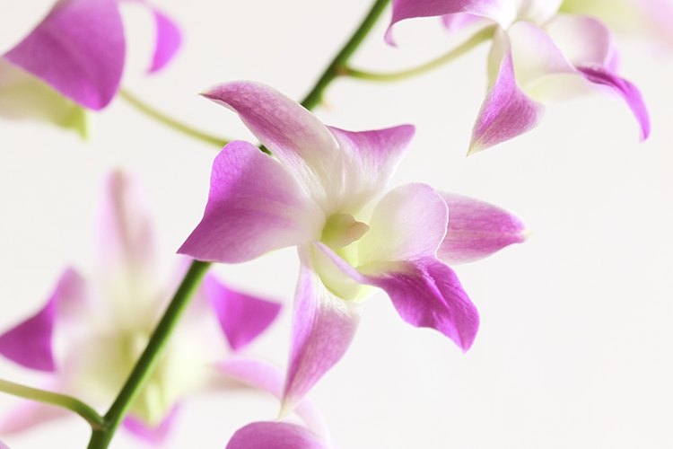 Las orquídeas u orquidáceas (nombre científico Orchidaceae) son una familia de plantas monocotiledóneas que se distinguen por la complejidad de sus flores.