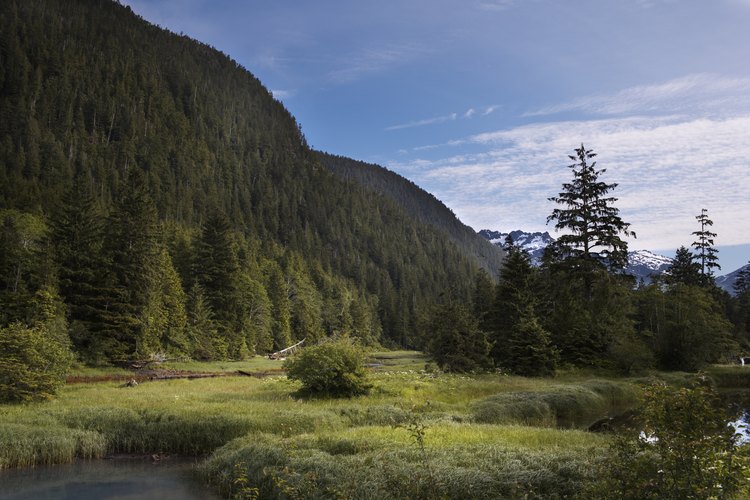 Las angiospermas y gimnospermas a menudo viven en armonía en los bosques.