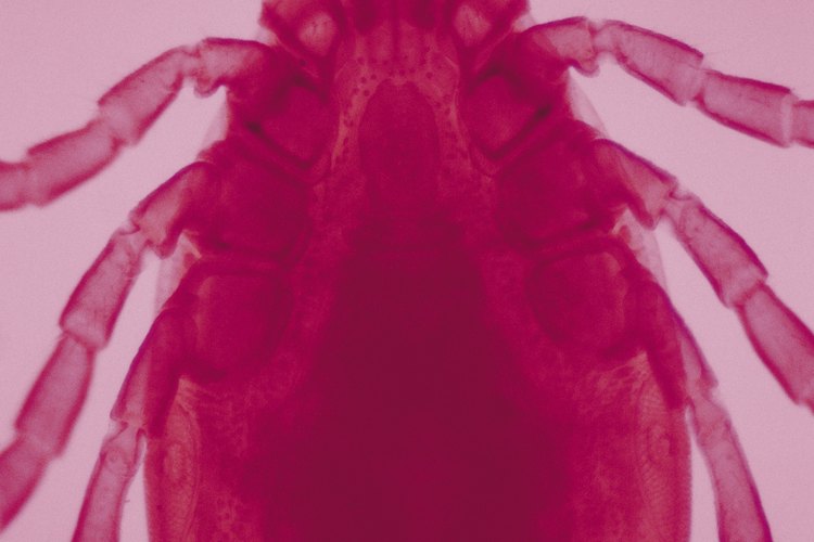El mantenimiento del paisaje controla las poblaciones de garrapatas naturalmente.