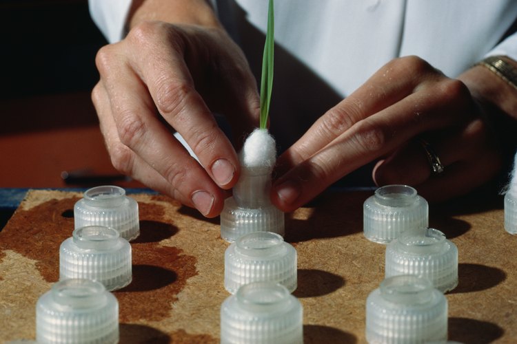 Becas para la investigación.