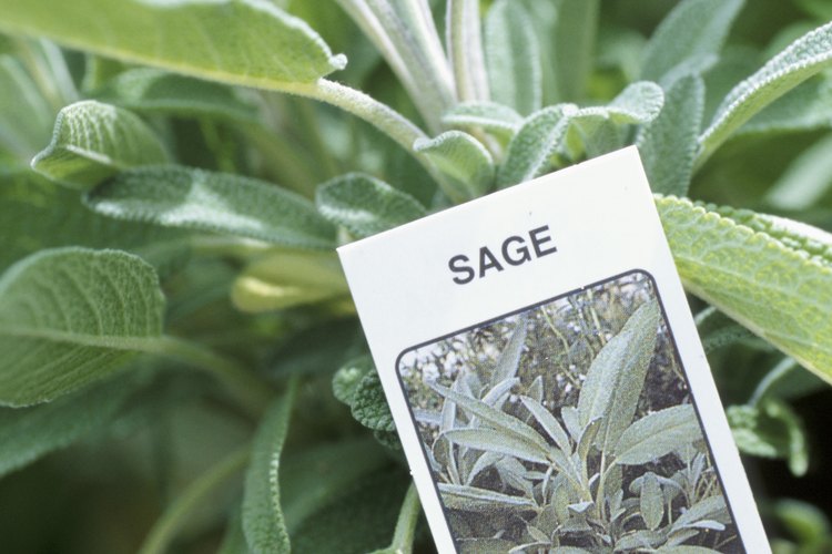 Salvia.