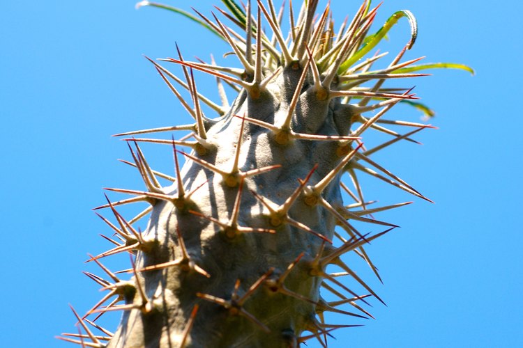 La corona de espinas se cultiva como planta de interior.