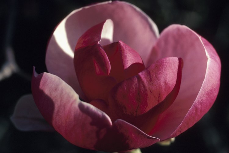 Las magnolias se generaron en el período Cretácico.