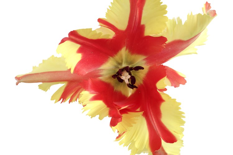 Los pétalos flexibles -casi danzantes- y los flecos son las características principales de un tulipán Papagayo.