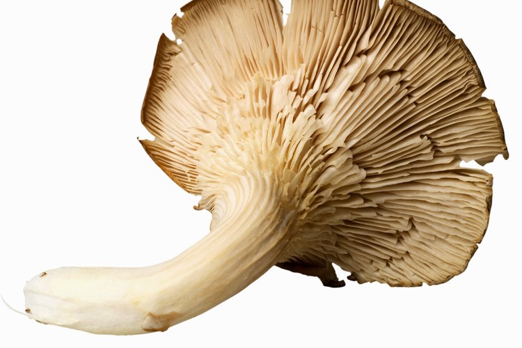 Cultiva tus propios hongos comestibles en tu sótano o despensa.