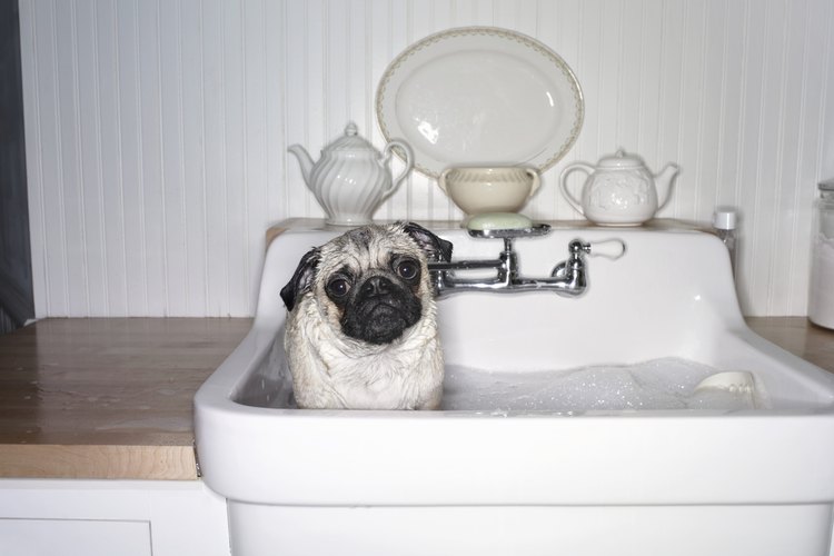 ¿Cuál es el mejor repelente para perros?