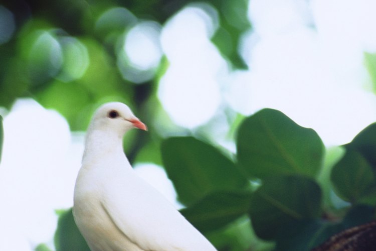 Los piojos pueden causar daños a las plumas y graves irritaciones en la piel.