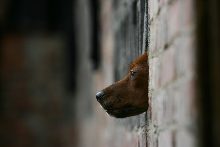 Perro en un refugio de animales.