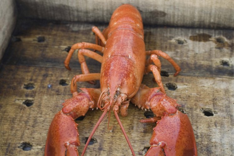 La langosta es deliciosa y formidable.