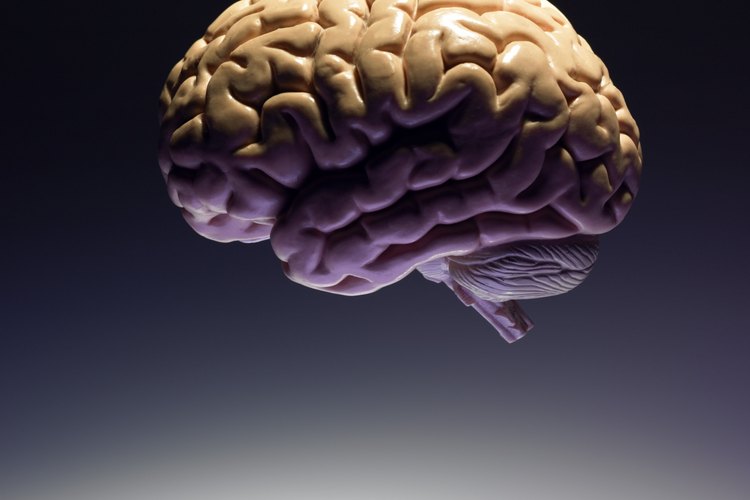 Las investigaciones sugieren que los niños que tienen una instrucción musical desarrollan más materia gris.