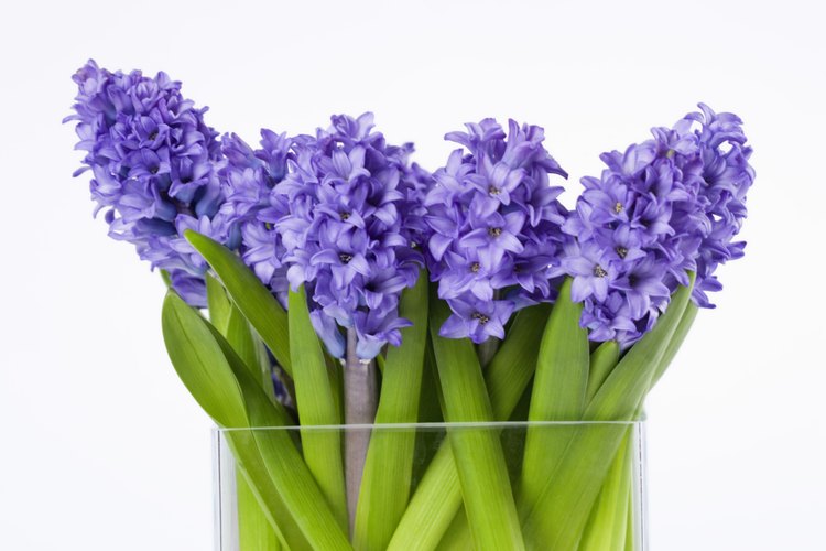 Jacintos en un florero.