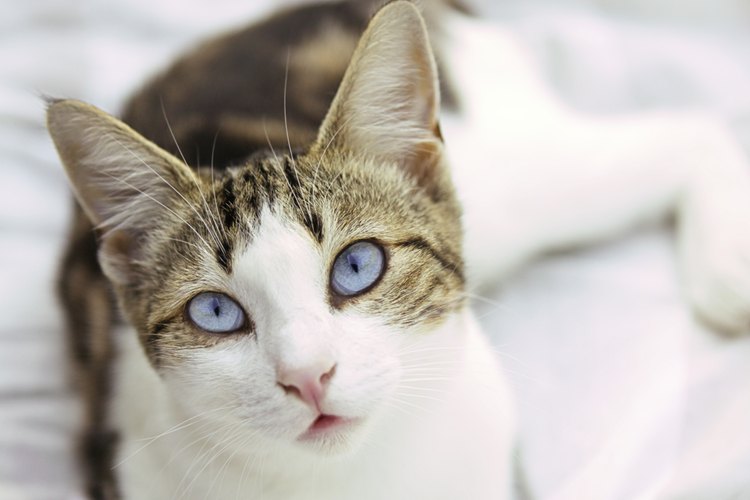Las pulgas de gato pueden transmitir enfermedades indeseables.