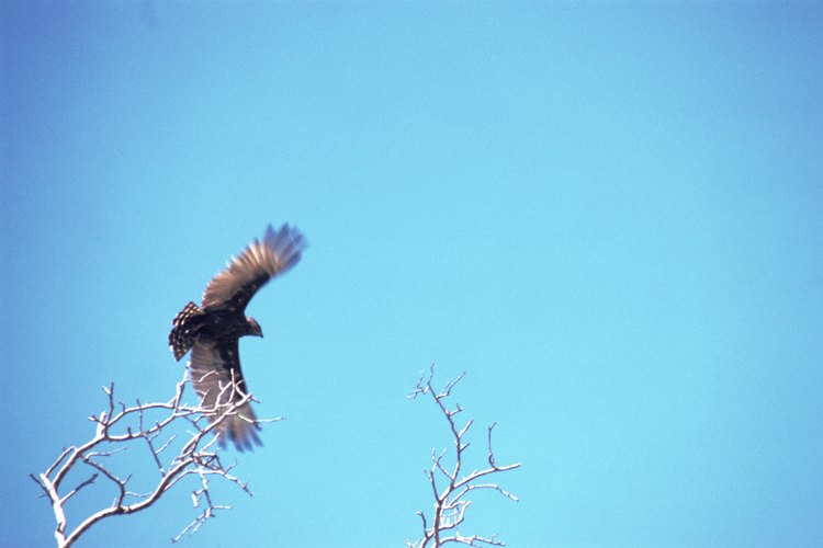 Micronisus es un género con sólo una especie de halcón.