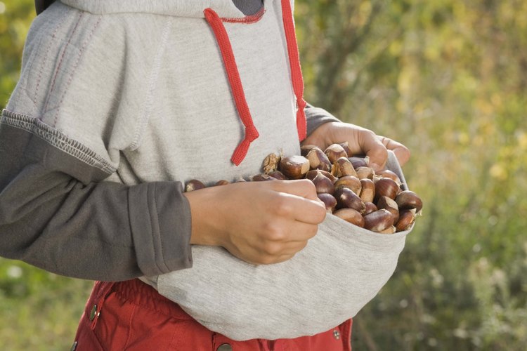 Las castañas maduras caen al suelo en septiembre y octubre.
