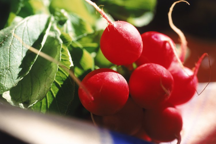 Los rábanos son uno de los vegetales que más rápido crecen.