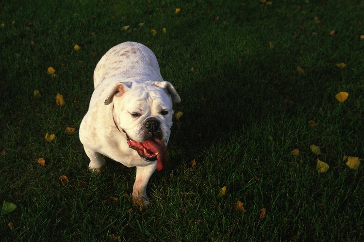 El bulldog inglés tiene una cola naturalmente corta en forma de tornillo.