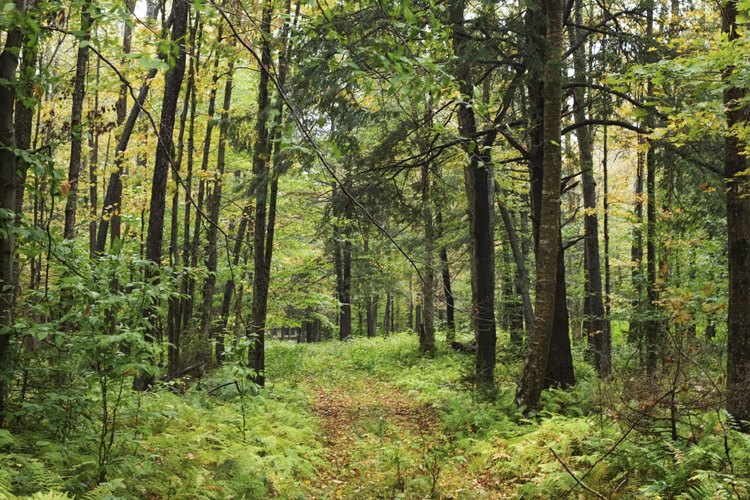 Old Forge está rodeado de bosques.